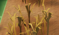 Adjust oat cold tolerance