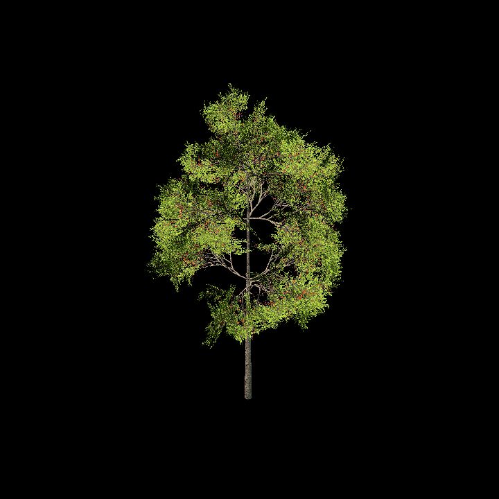 Nature, Tree 5