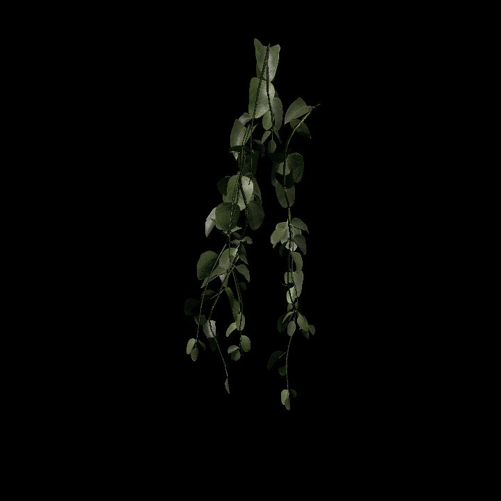 Nature, Plant, Vine, Wall 2