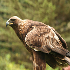 Golden Eagle
