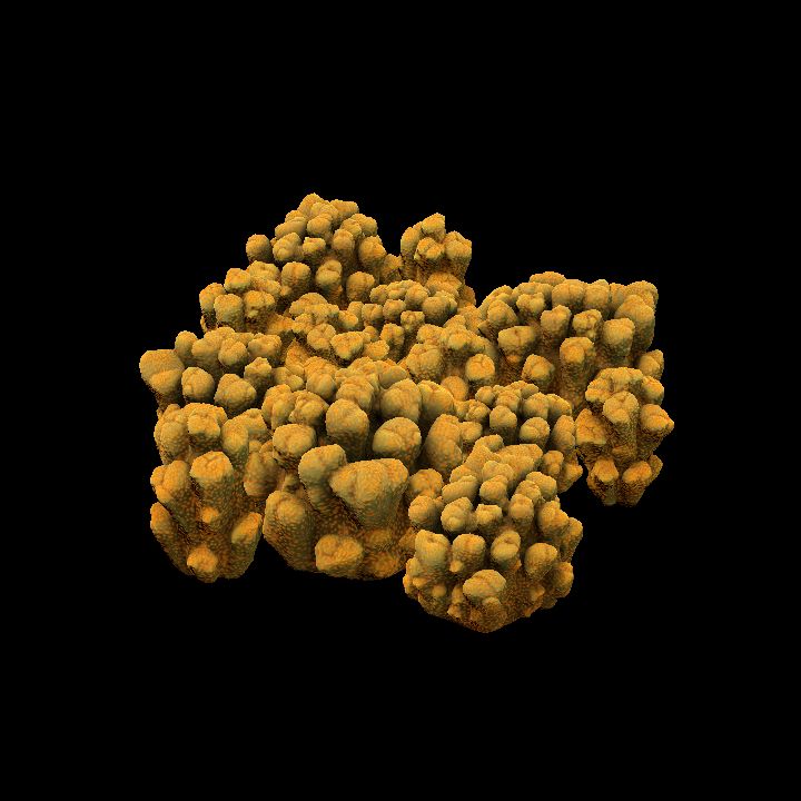 DA_Coral1_2a