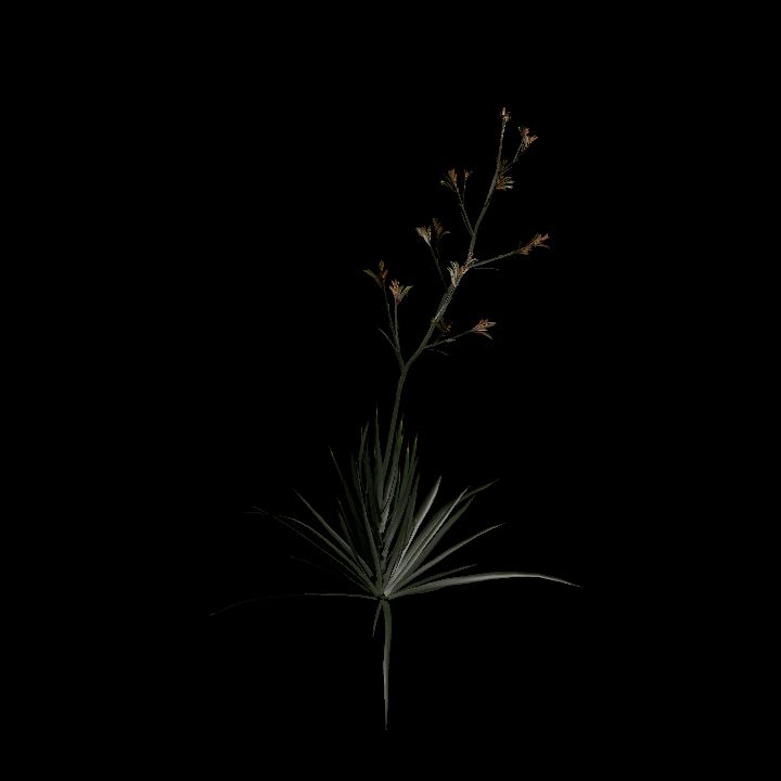 Nature, Plant, Kangaroo Paw 8