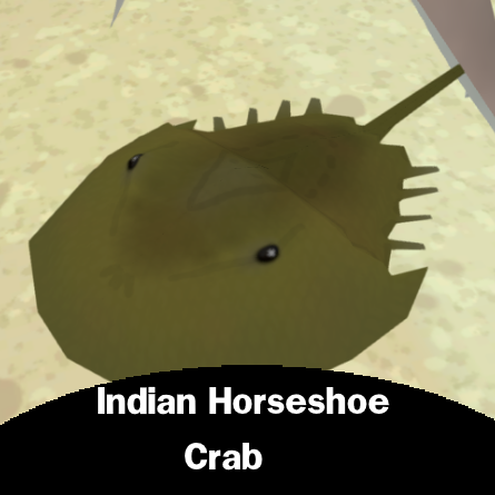 Indian Horseshoe Crab