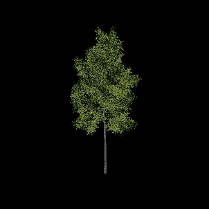Nature, Tree 6