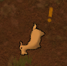 Fainting Goats