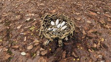 Nest 2 / Nido 2