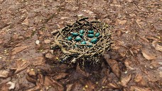 Nest 3 / Nido 3