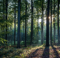 Dark Forest