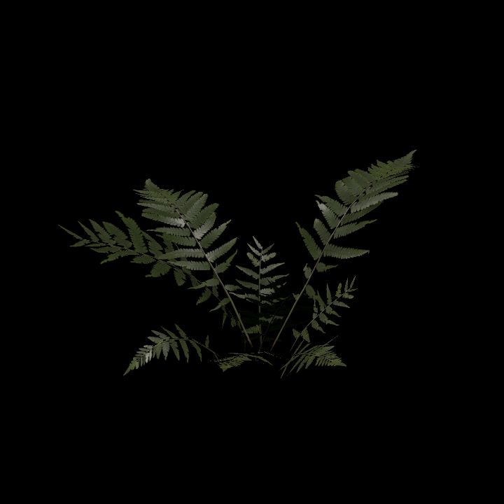 Nature, Plant, Fern 7