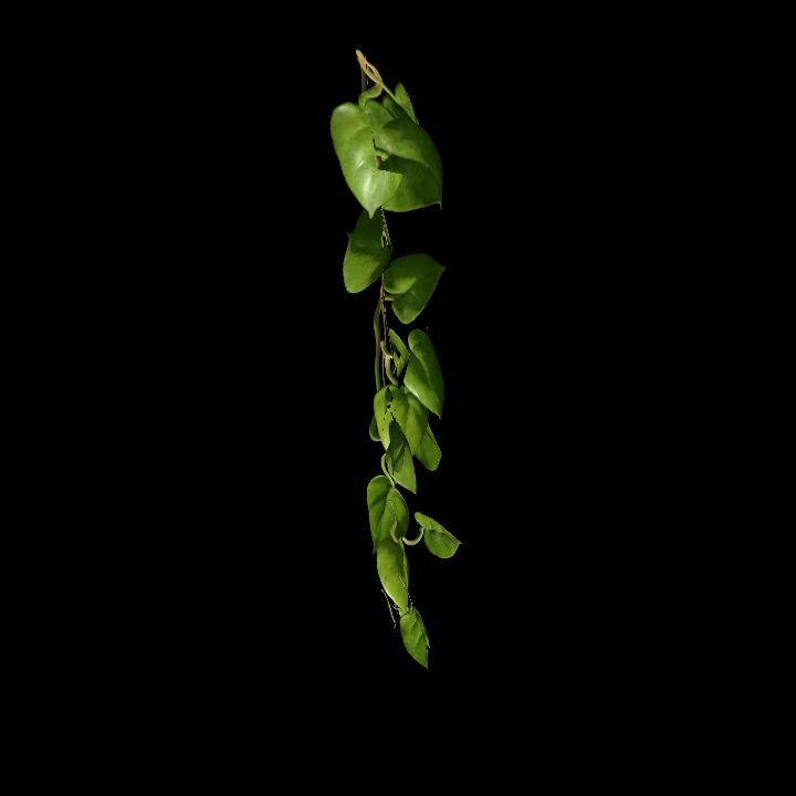 Vine_20