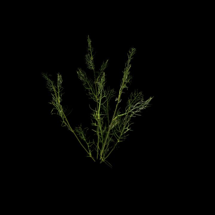 Nature, Plant, Chamonile 4