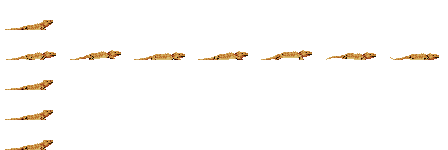Orange Bearded Dragon