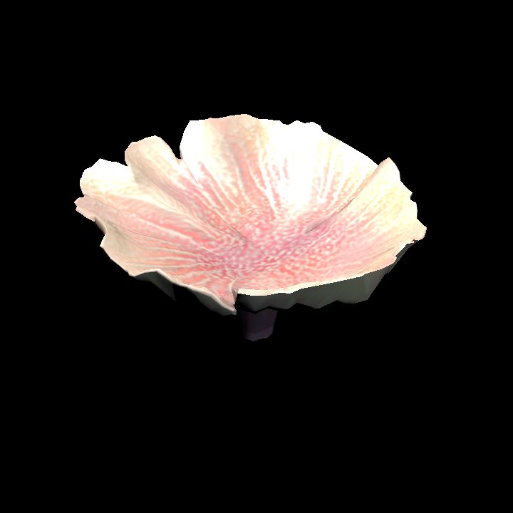 DA_Coral4_3