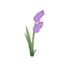 Hyacinth Flowers