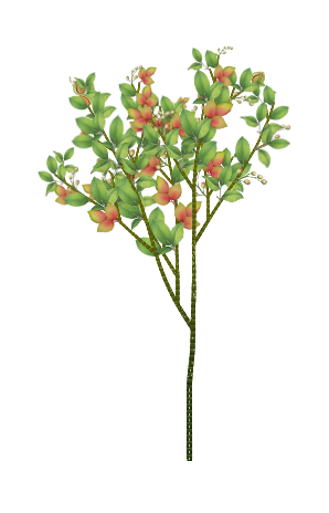 Persian Pistachio tree