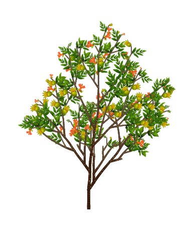 Red Pomegranate tree