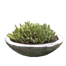Cactus in Concrete Planter