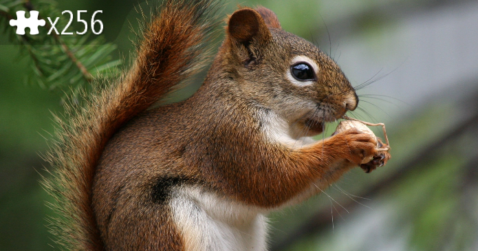 Squirrel Nutkin