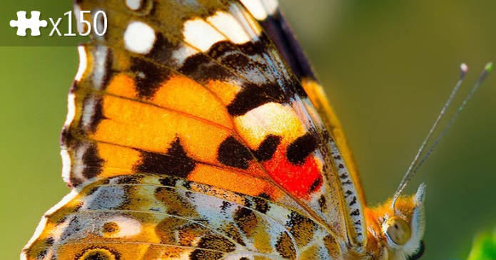 Flutterby