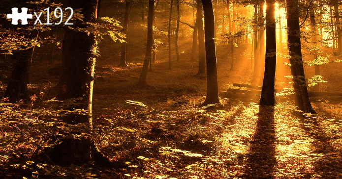 AutumnForest