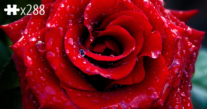 ScarletRose