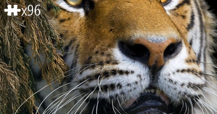 Tigerface