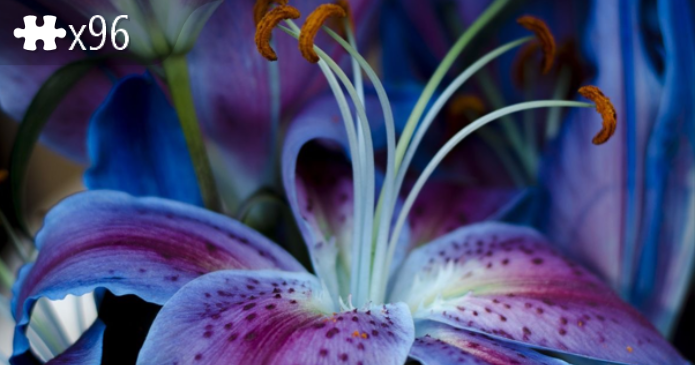 Lilies