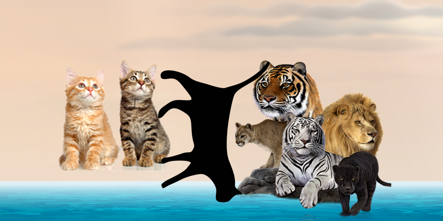 Animals (1)