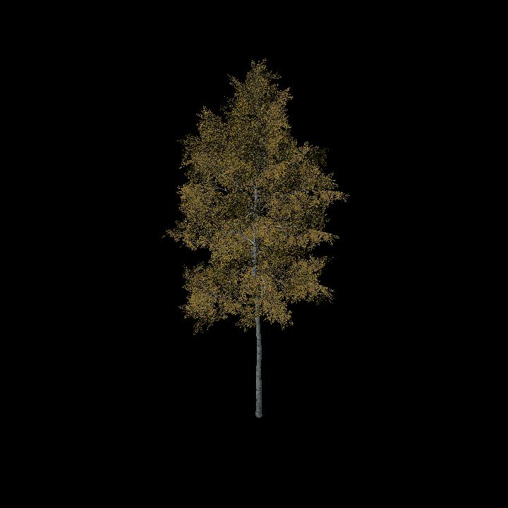 Nature, Tree, Fall 1