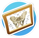 pelvis