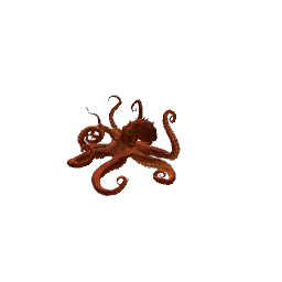 octopus decor-pets