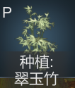 水栽培可种翠玉竹