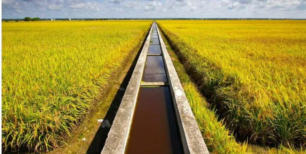 Real Dense Farm