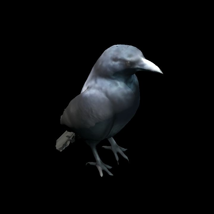 Crow standing 3