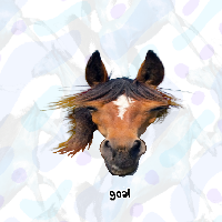 Average Horsey World