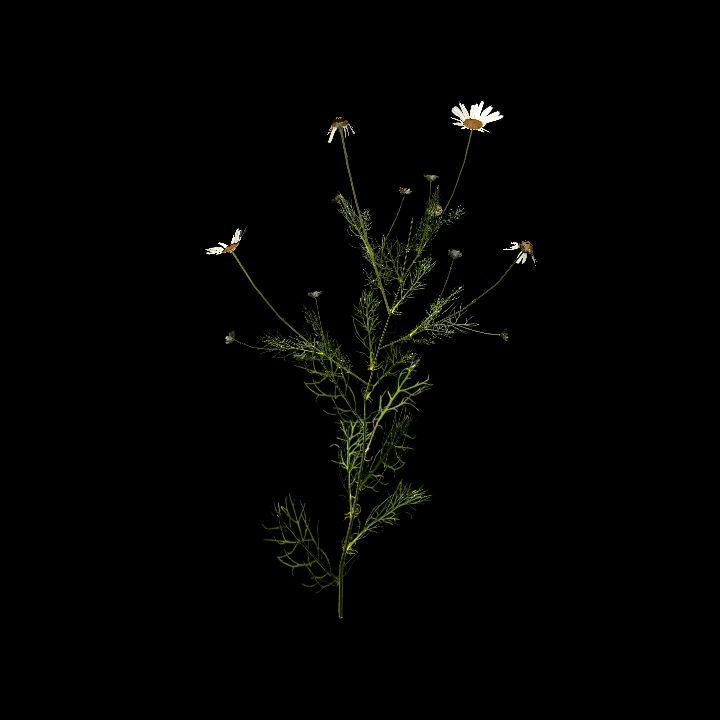 Nature, Plant, Chamonile 7