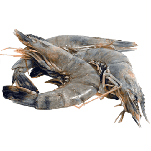 shrimp