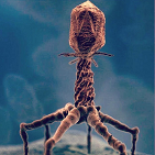 Bacteriophage Plague