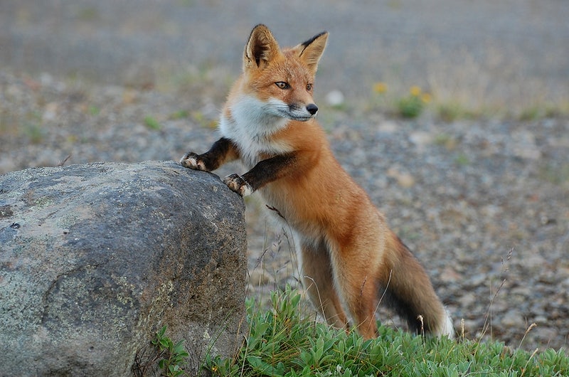 Fox Hunt