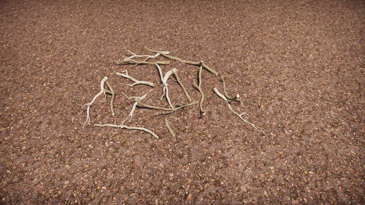 Branches on the ground 3/ Ramas en el suelo 3