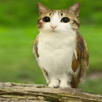 meowl magnifier (10 lvls)