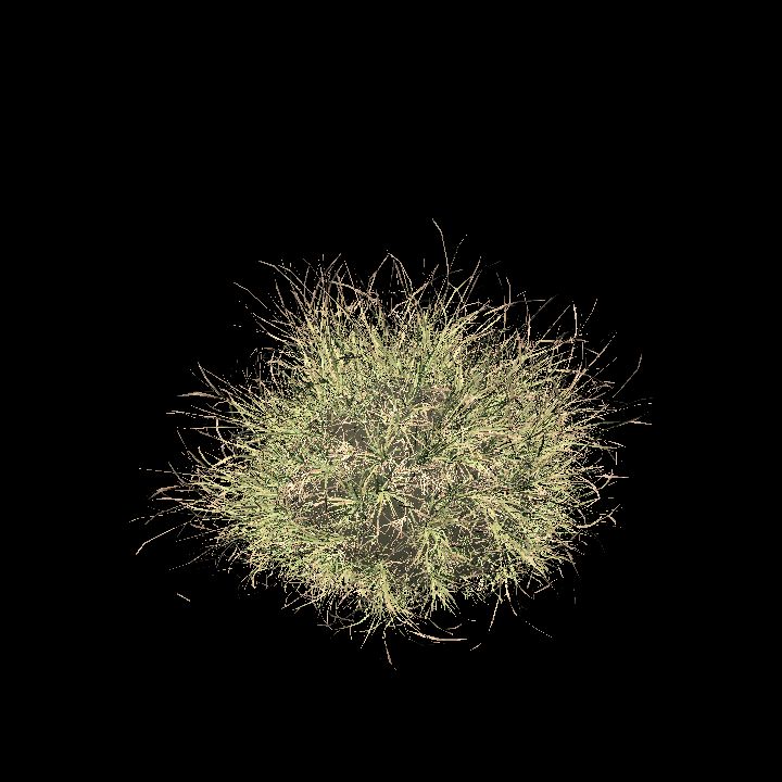 Clump of grass