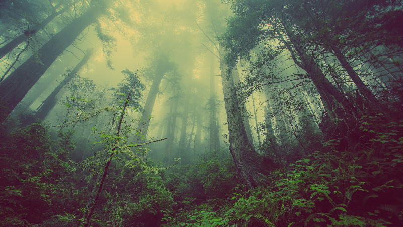 Beautiful Forest