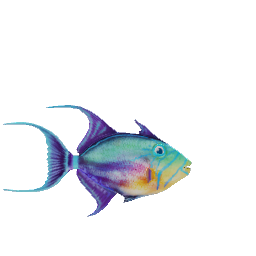 Queen Trigger fish preview