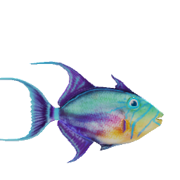 Queen Trigger fish
