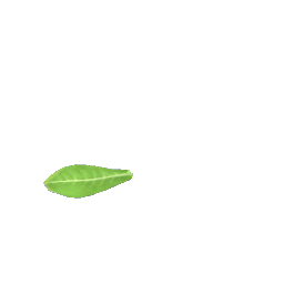Lettuce piece