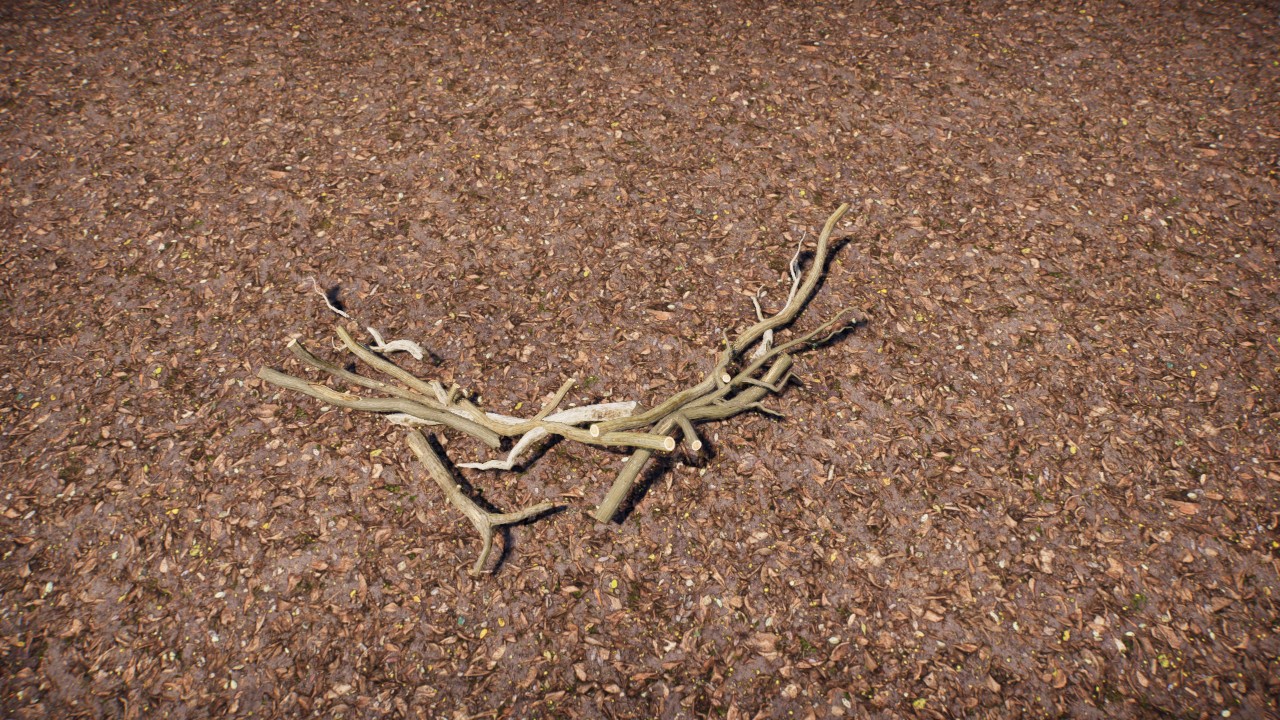 Branches on the ground 2 / Ramas en el suelo 2