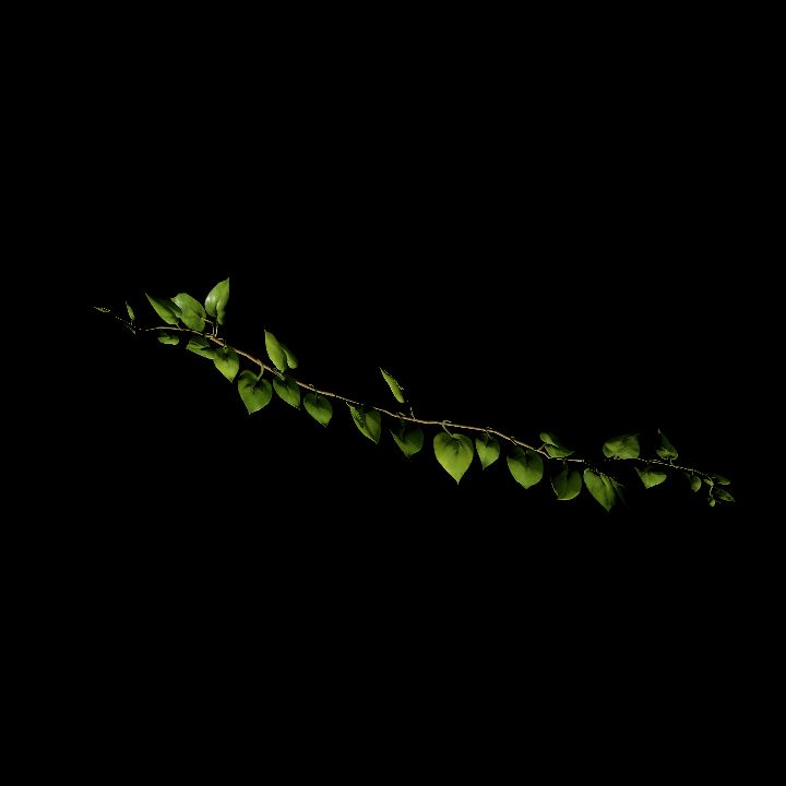 Vine_29