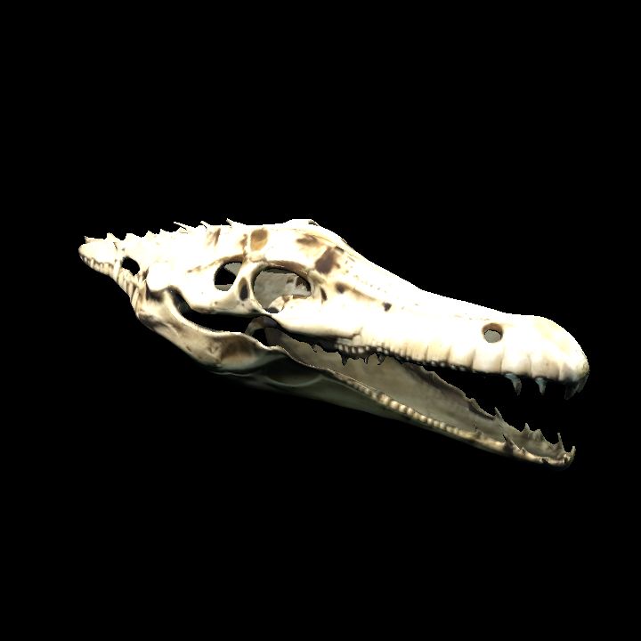 Crocodile skull