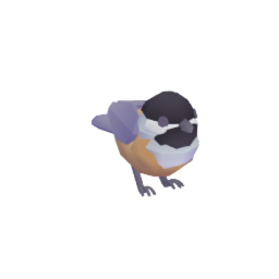 Chickadee Bird